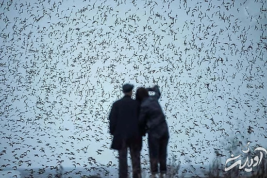 تصاویر منتخب حیات وحش در یک هفته تصاویر منتخب حیات وحش در یک هفته